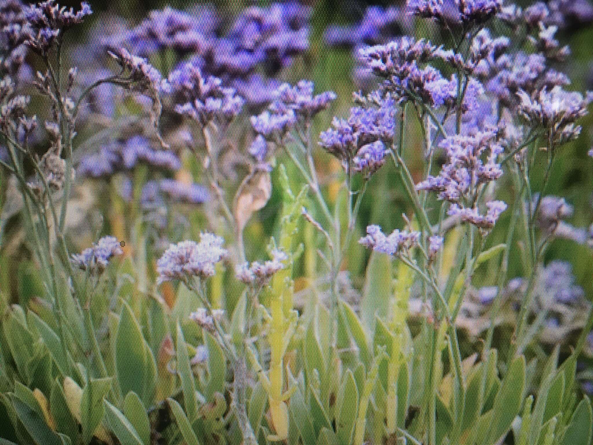 Image of Mediterranean sea lavender