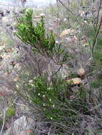 Image of Metalasia pulcherrima pallescens (Harv.) Karis