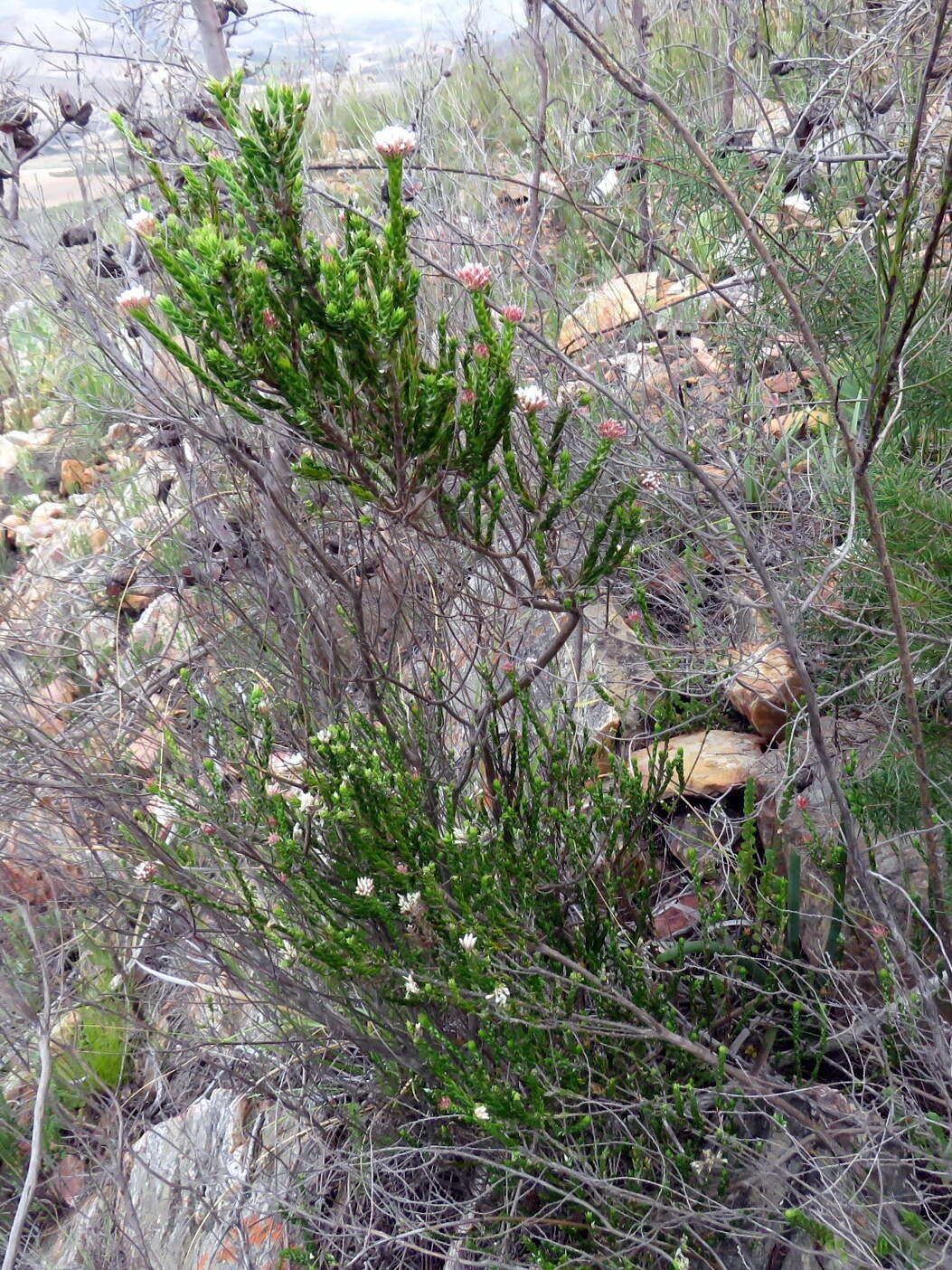 Image of Metalasia pulcherrima pallescens (Harv.) Karis