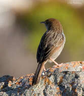 Image of Cisticola subruficapilla subruficapilla (Smith & A 1843)