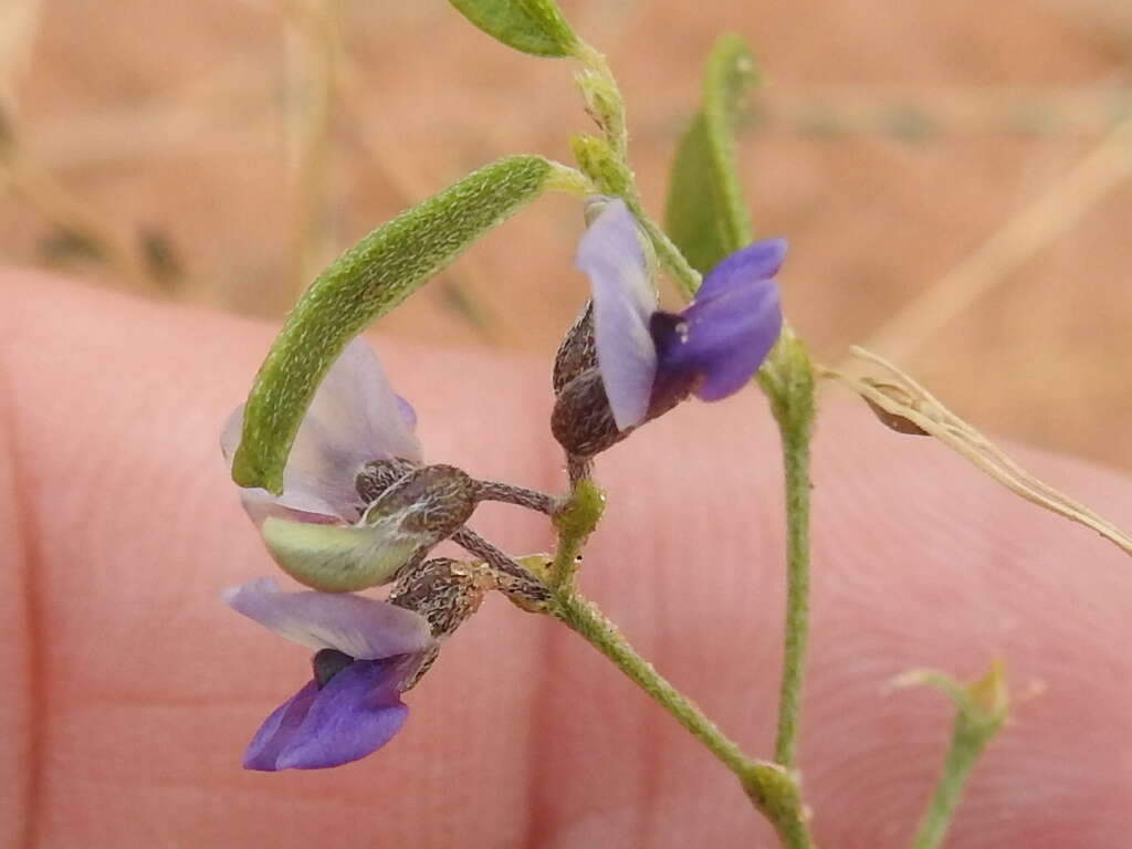 Image of <i>Pediomelum tenuiflorum</i>