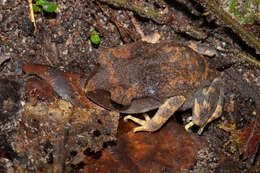 Image of Montane Litter Frog