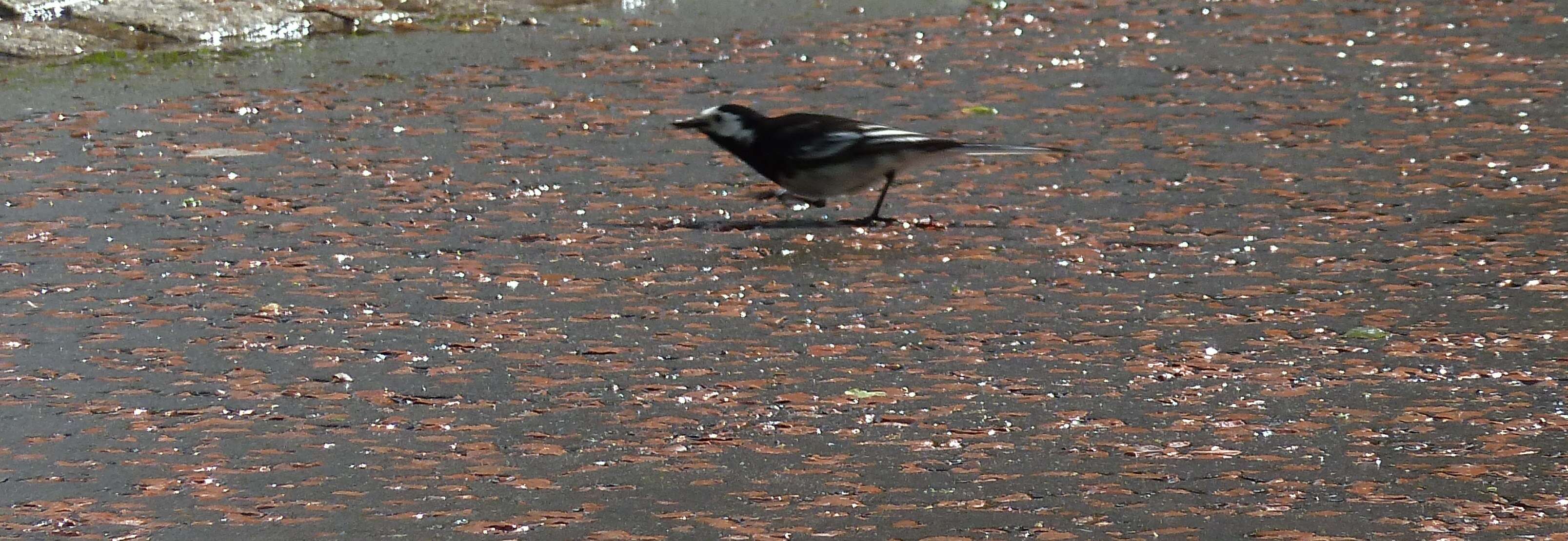 Image of Pied Wagtail and White Wagtail