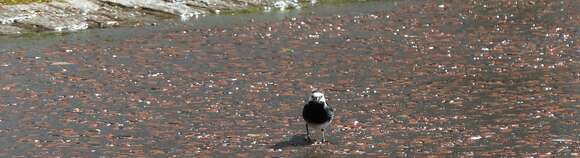 Image of Pied Wagtail and White Wagtail