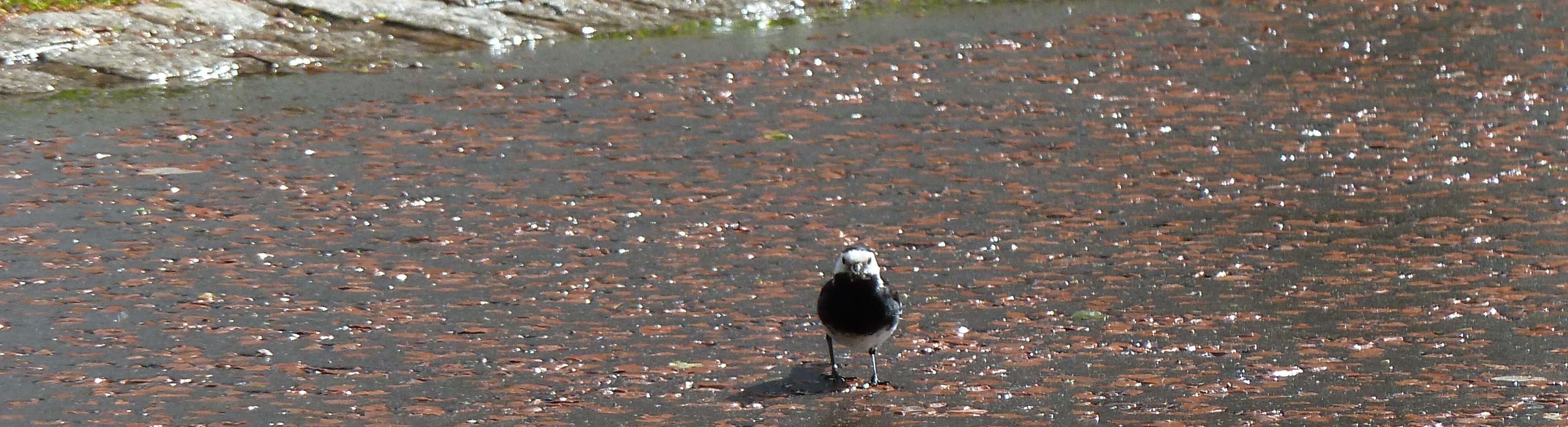 Image of Pied Wagtail and White Wagtail