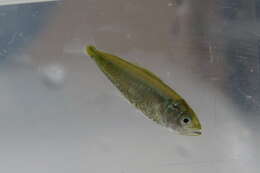 Image of Leatherjacket fish