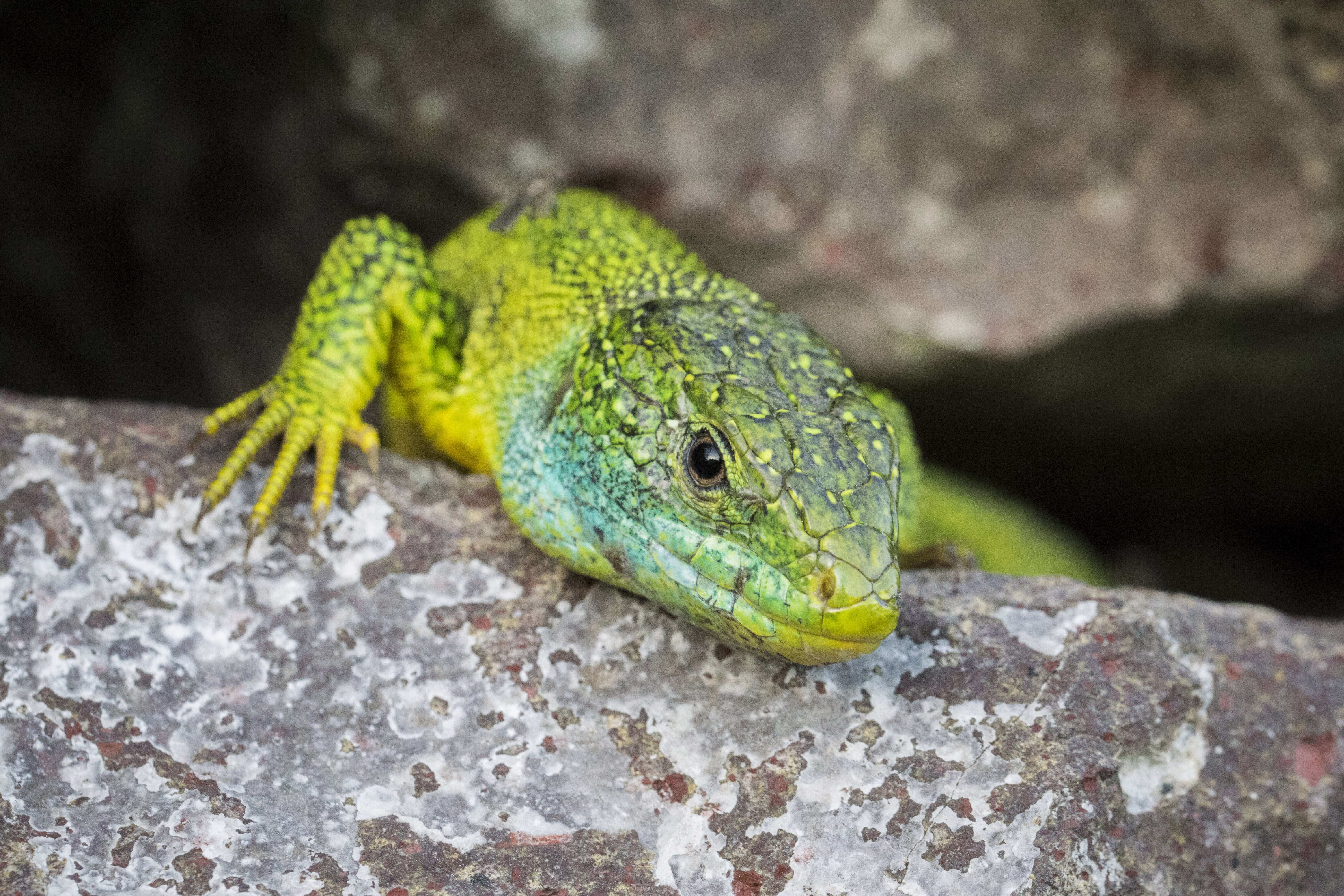 Image of Western Green Lizard