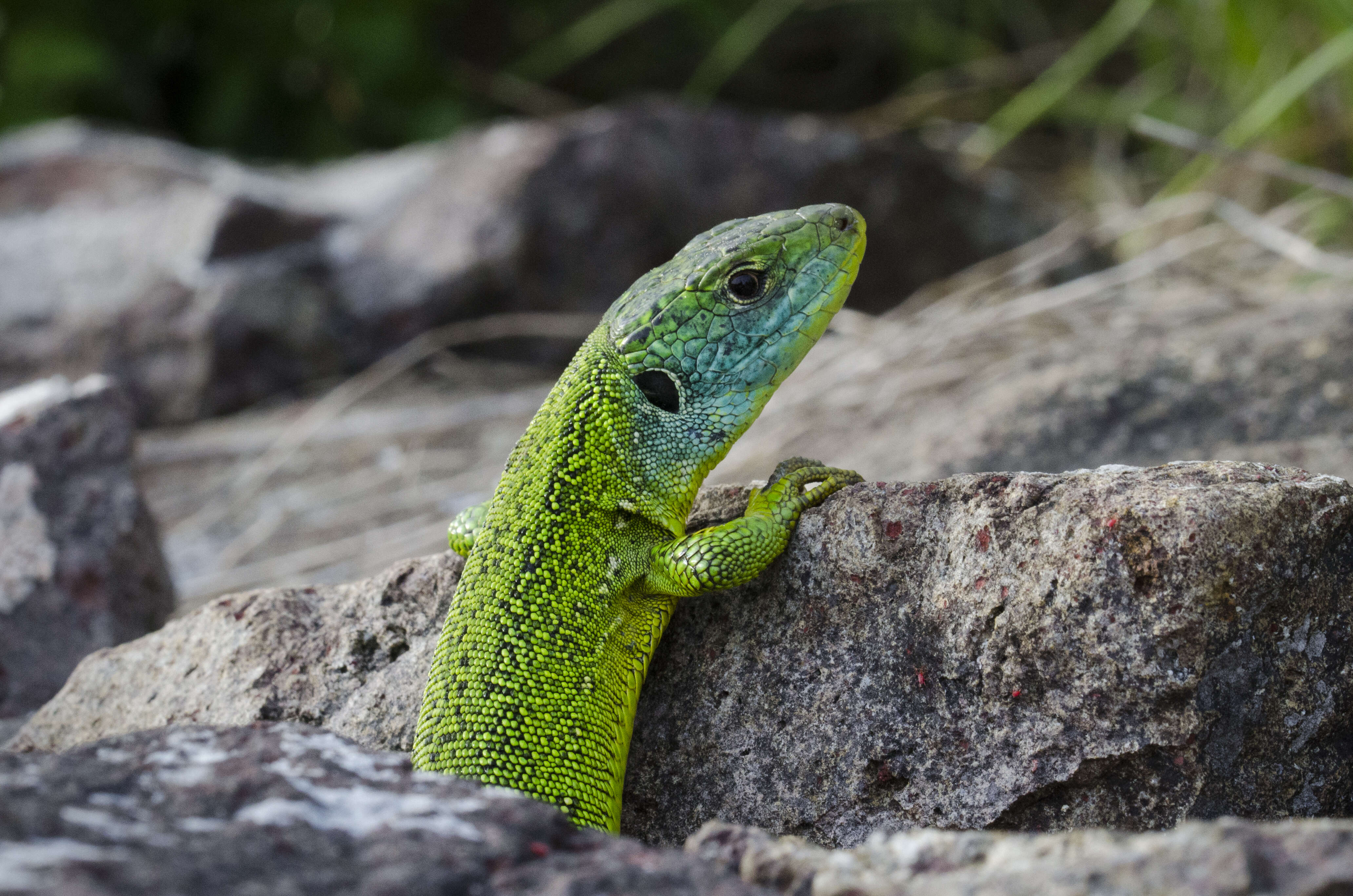 Image of Western Green Lizard