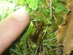 Image of Hemiandrus maculifrons (Walker & F. 1869)