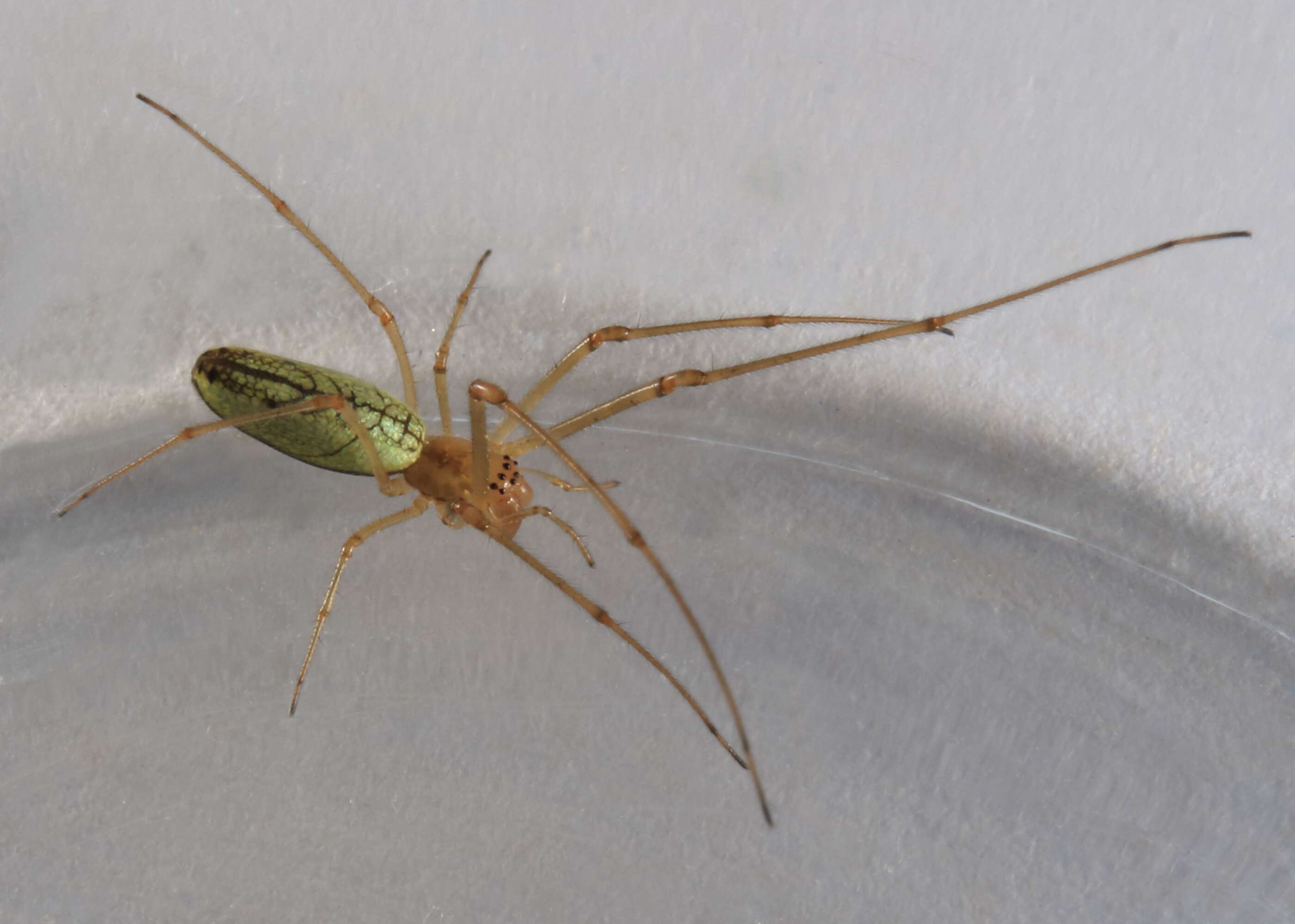 Image de Tetragnatha extensa (Linnaeus 1758)