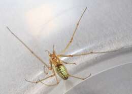 Image de Tetragnatha extensa (Linnaeus 1758)