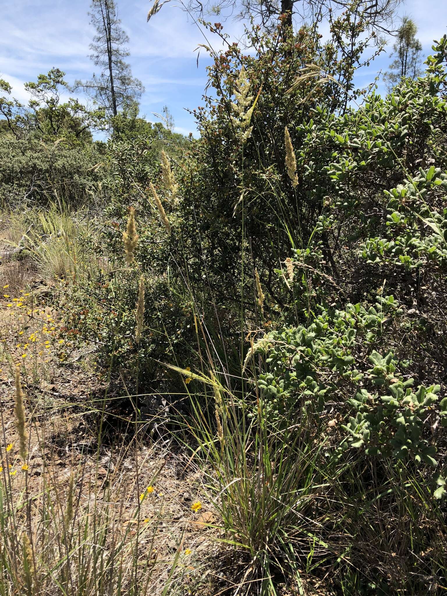 Image of serpentine reedgrass