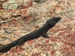 Image of Peers’ Girdled Lizard