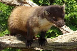 Image of European Pine Marten