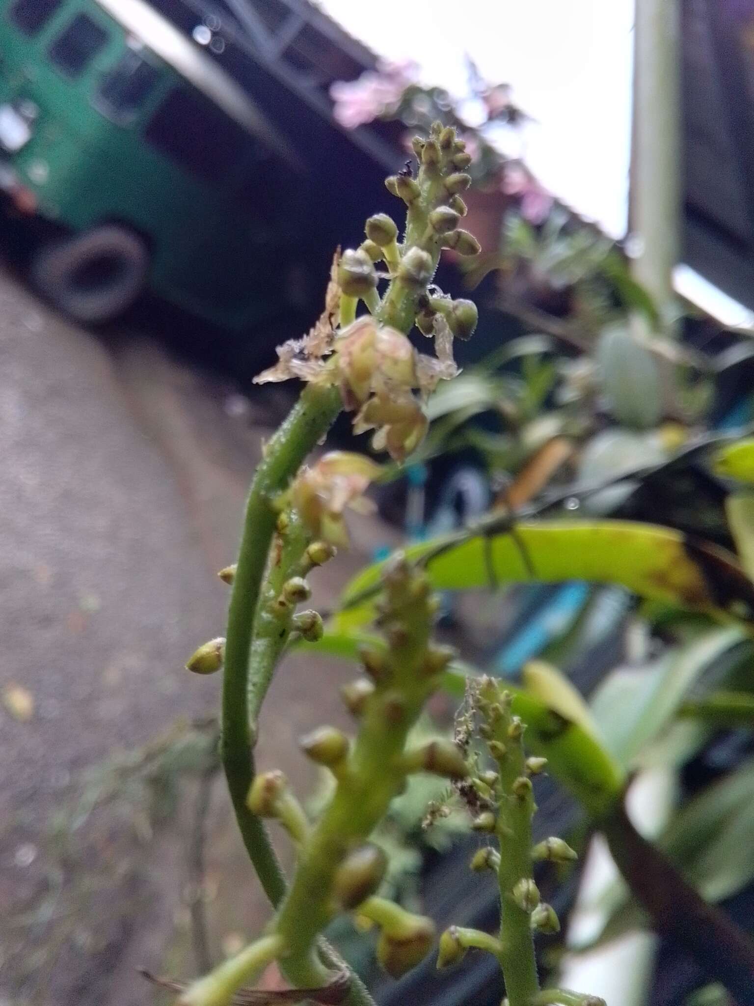 Image of lesser yellowspike orchid