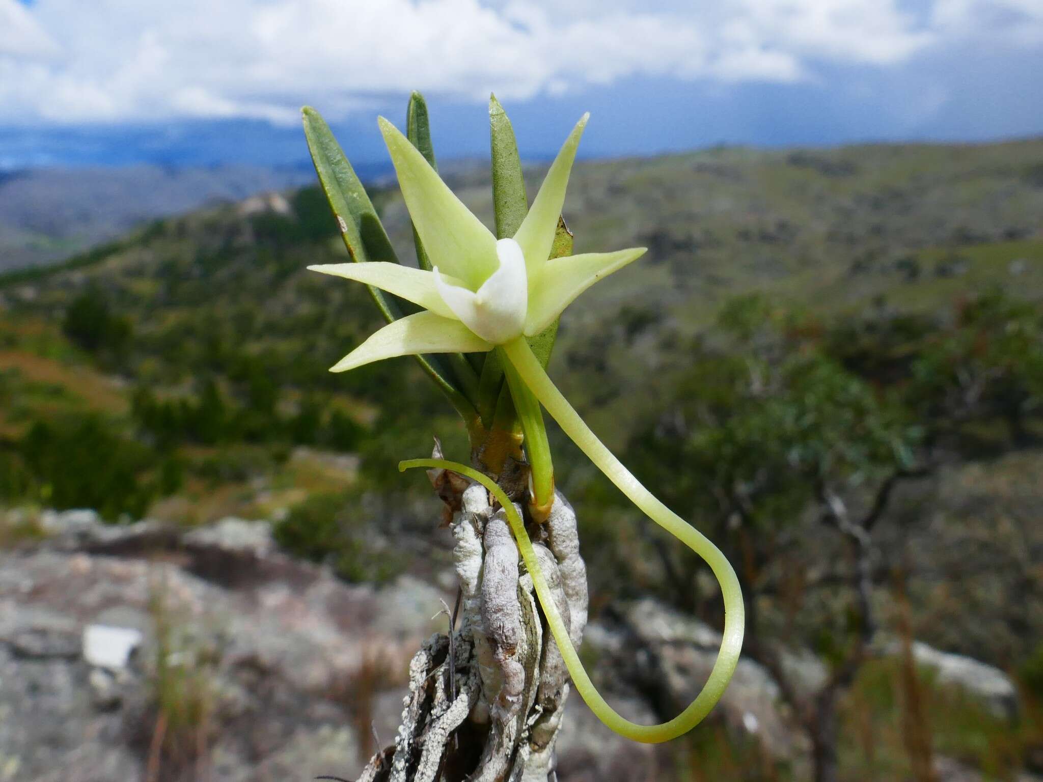 Imagem de Angraecum rutenbergianum Kraenzl.