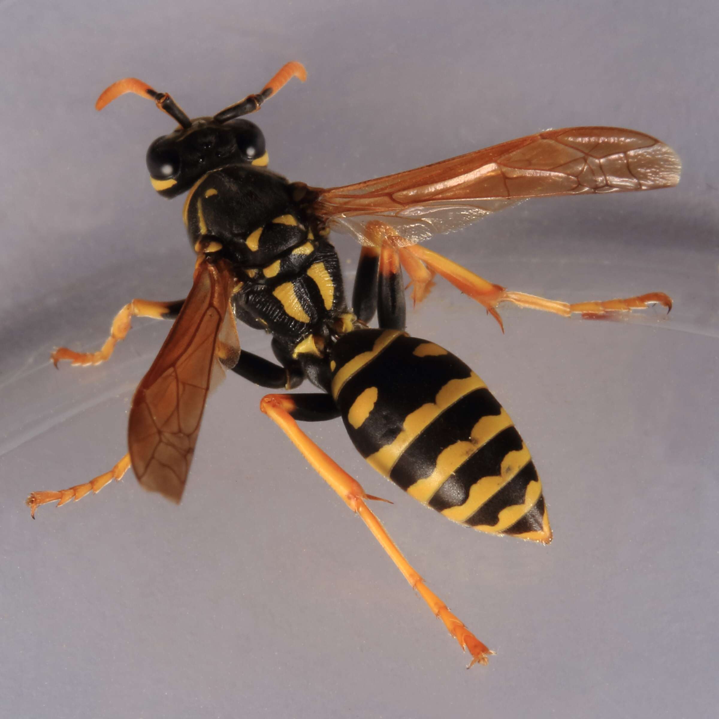 Image of European Paper Wasp