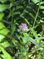 Sivun Floscopa glomerata (Willd. ex Schult. & Schult. fil.) Hassk. kuva