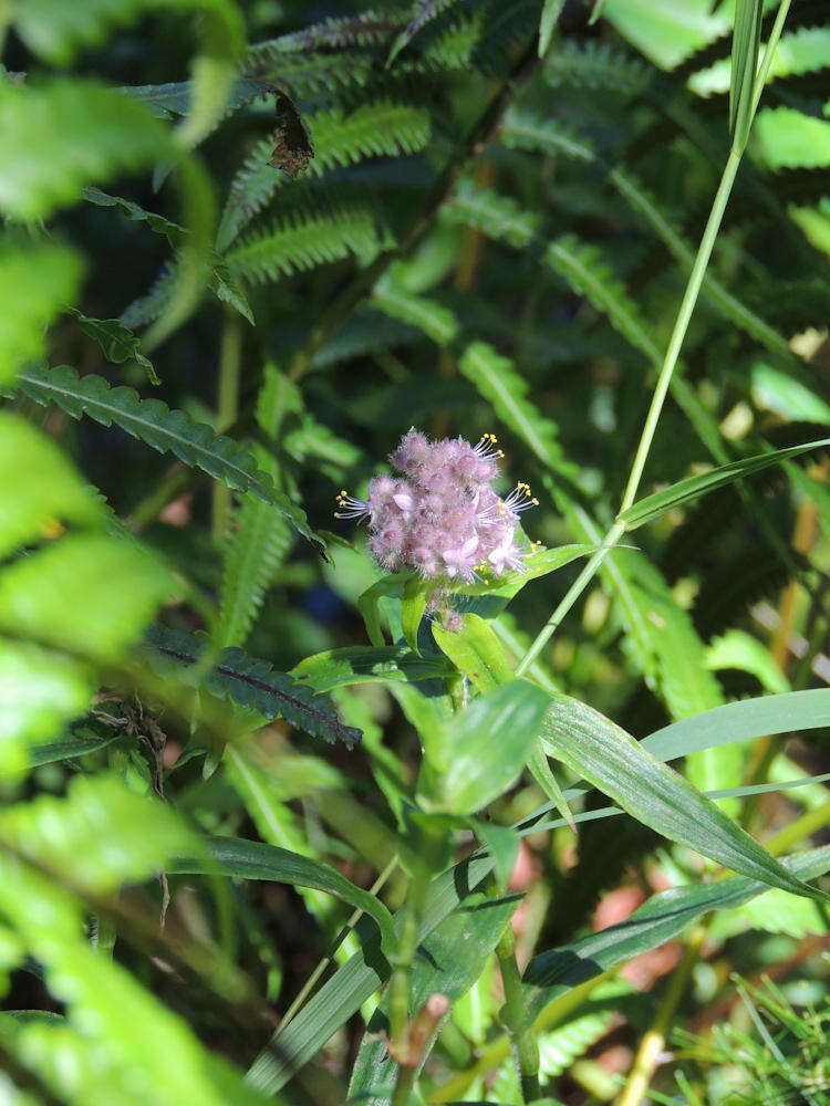 Sivun Floscopa glomerata (Willd. ex Schult. & Schult. fil.) Hassk. kuva