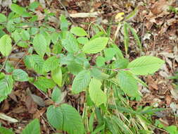 Image of Carpinus tschonoskii Maxim.