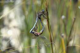 Image of Elusive Skimmer