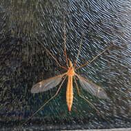 Image of Cranefly