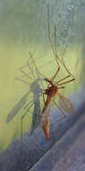 Image of Cranefly