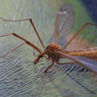 Image of Cranefly