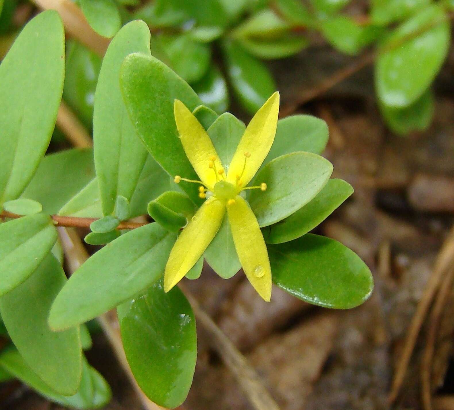 Imagem de Hypericum hypericoides subsp. multicaule (Michaux ex Willd.) N. K. B. Robson