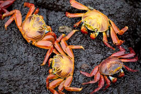 Image of Sally lightfoot crab