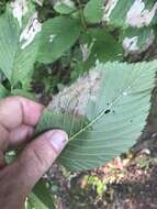 Image of Elm leafminer