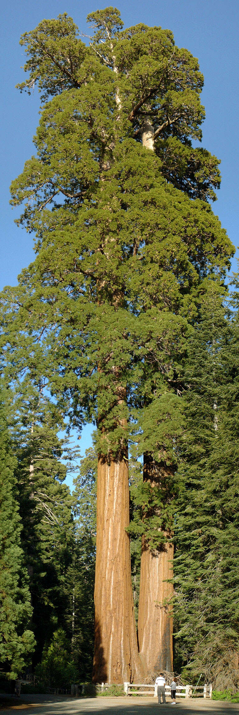 Image of giant sequoia