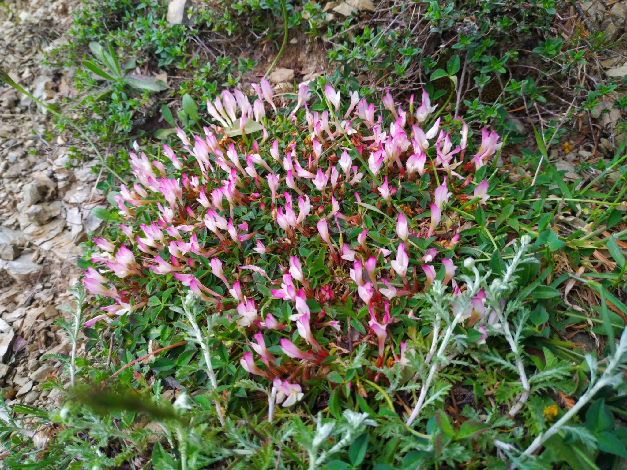 Image of oneflower clover