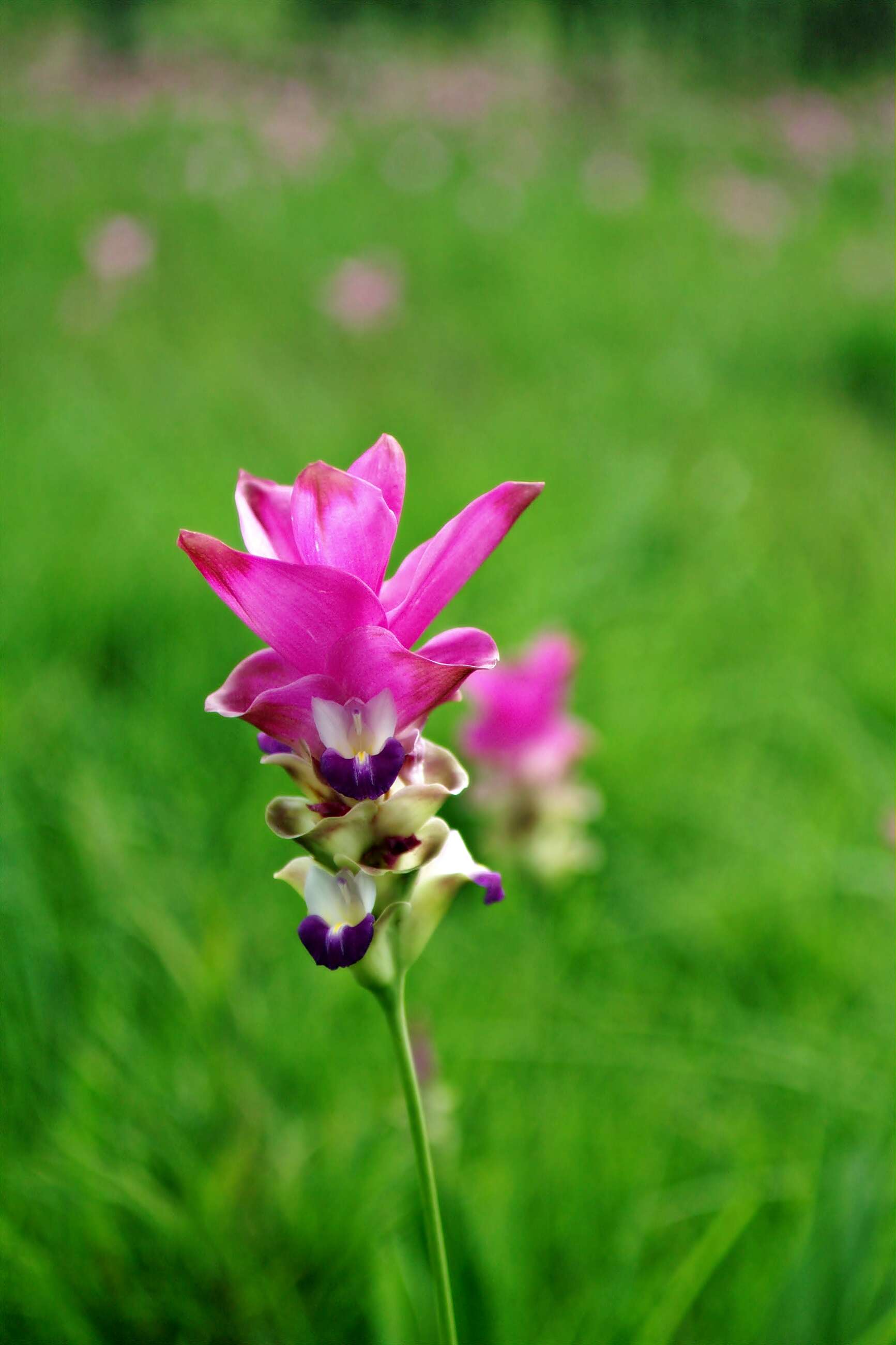 Imagem de Curcuma alismatifolia Gagnep.