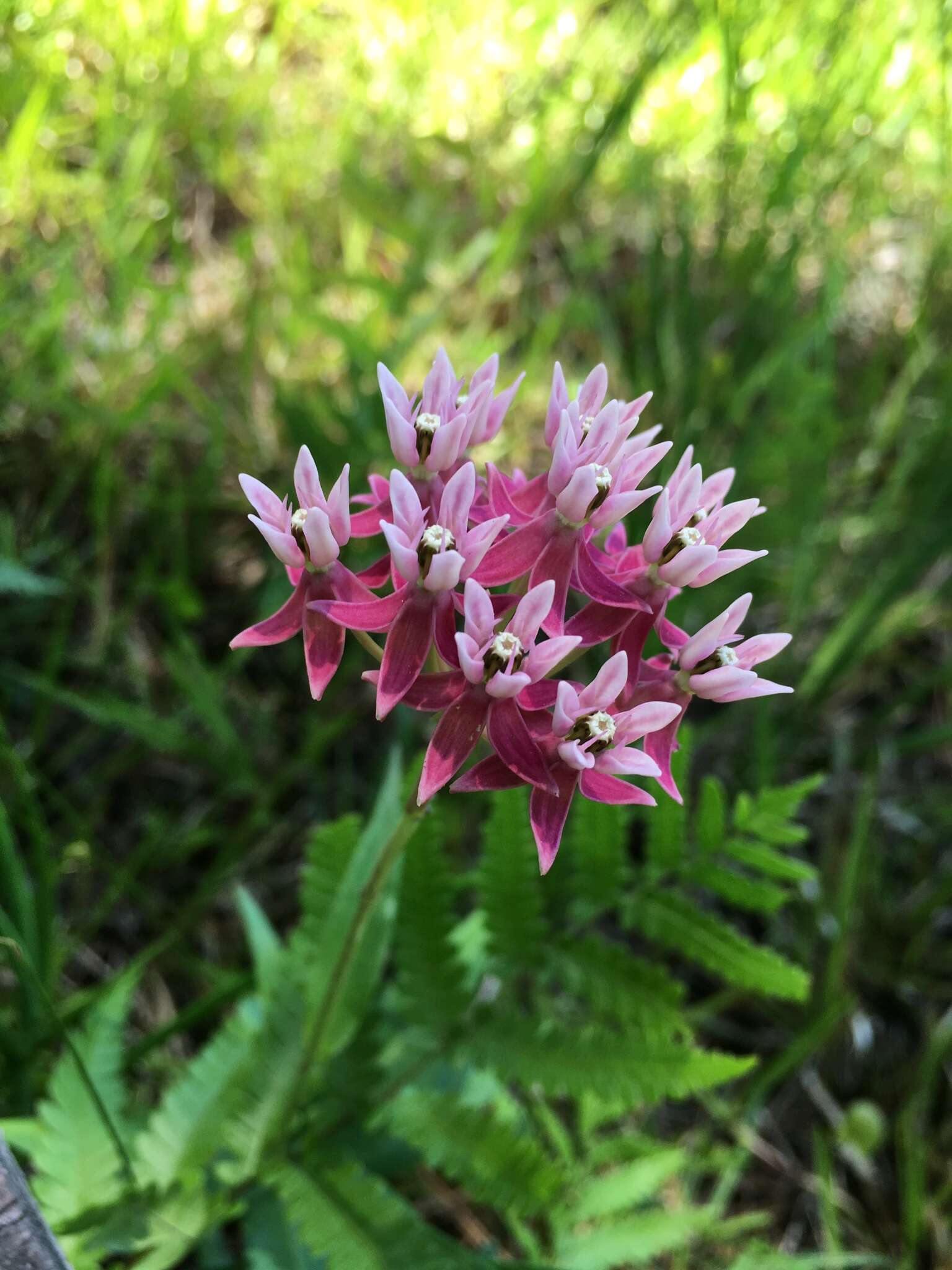 Слика од Asclepias rubra L.