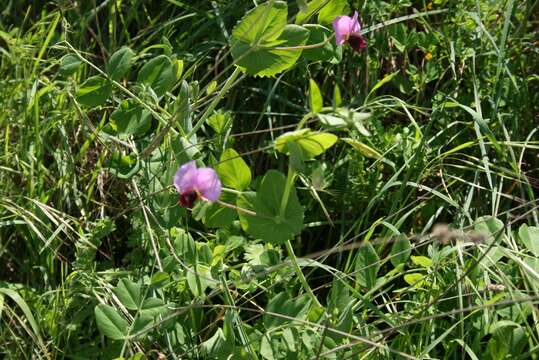 Image of Pisum sativum var. macrocarpum