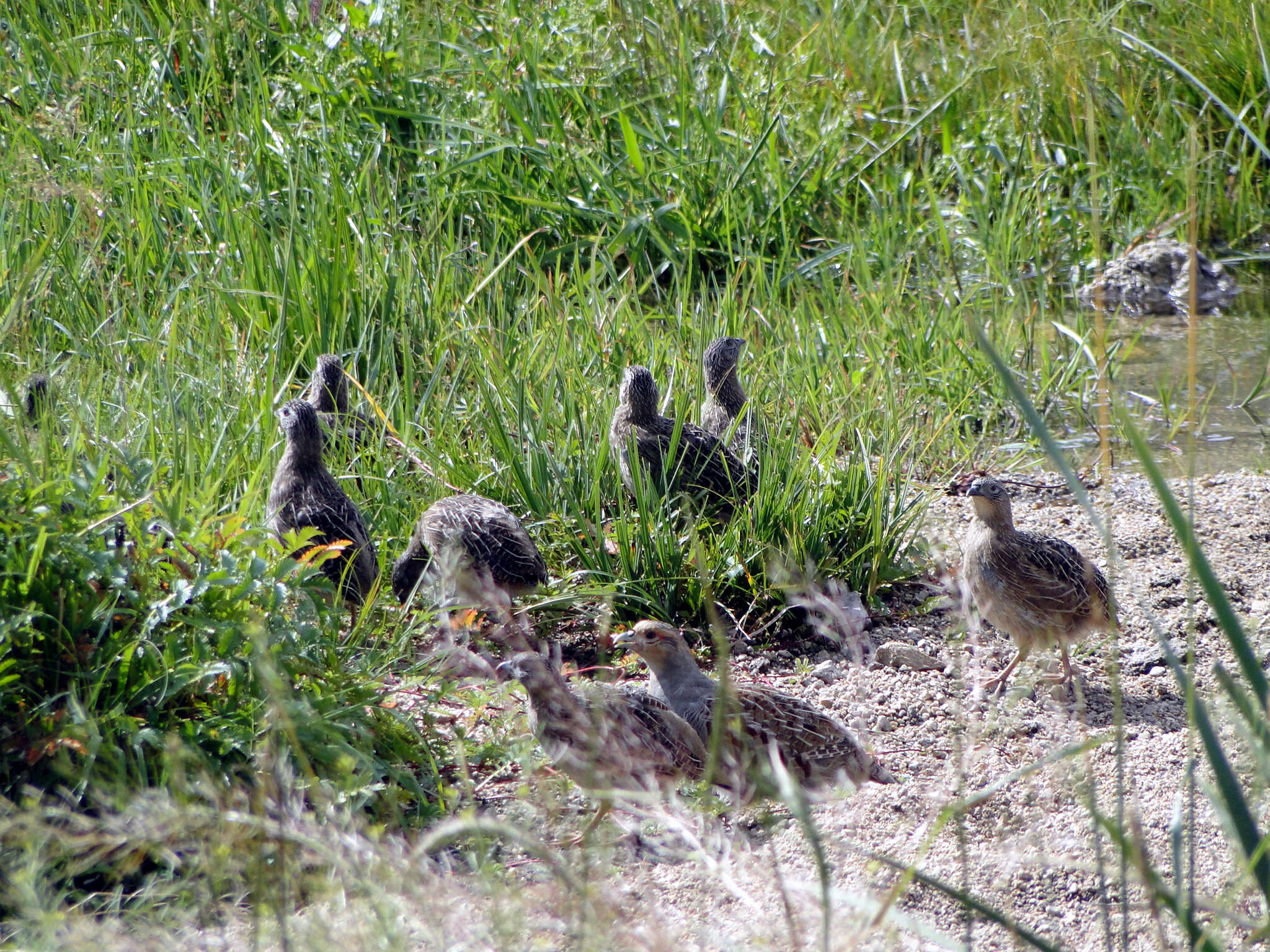 Image of Daurian Partridge