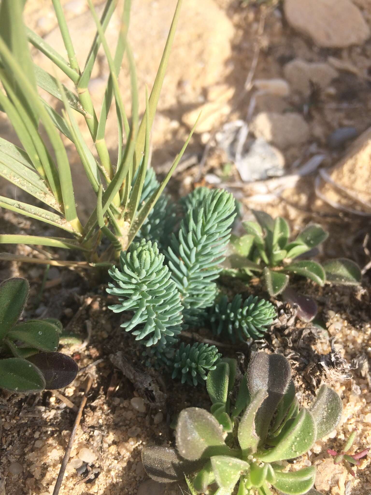 Image de Reaumuria vermiculata L.