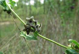 Sivun Matelea pubiflora (Decne.) R. E. Woodson kuva