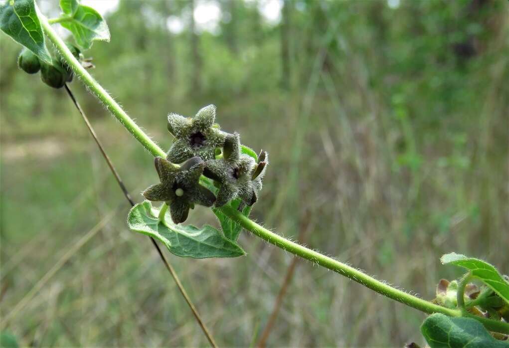 Imagem de Matelea pubiflora (Decne.) R. E. Woodson