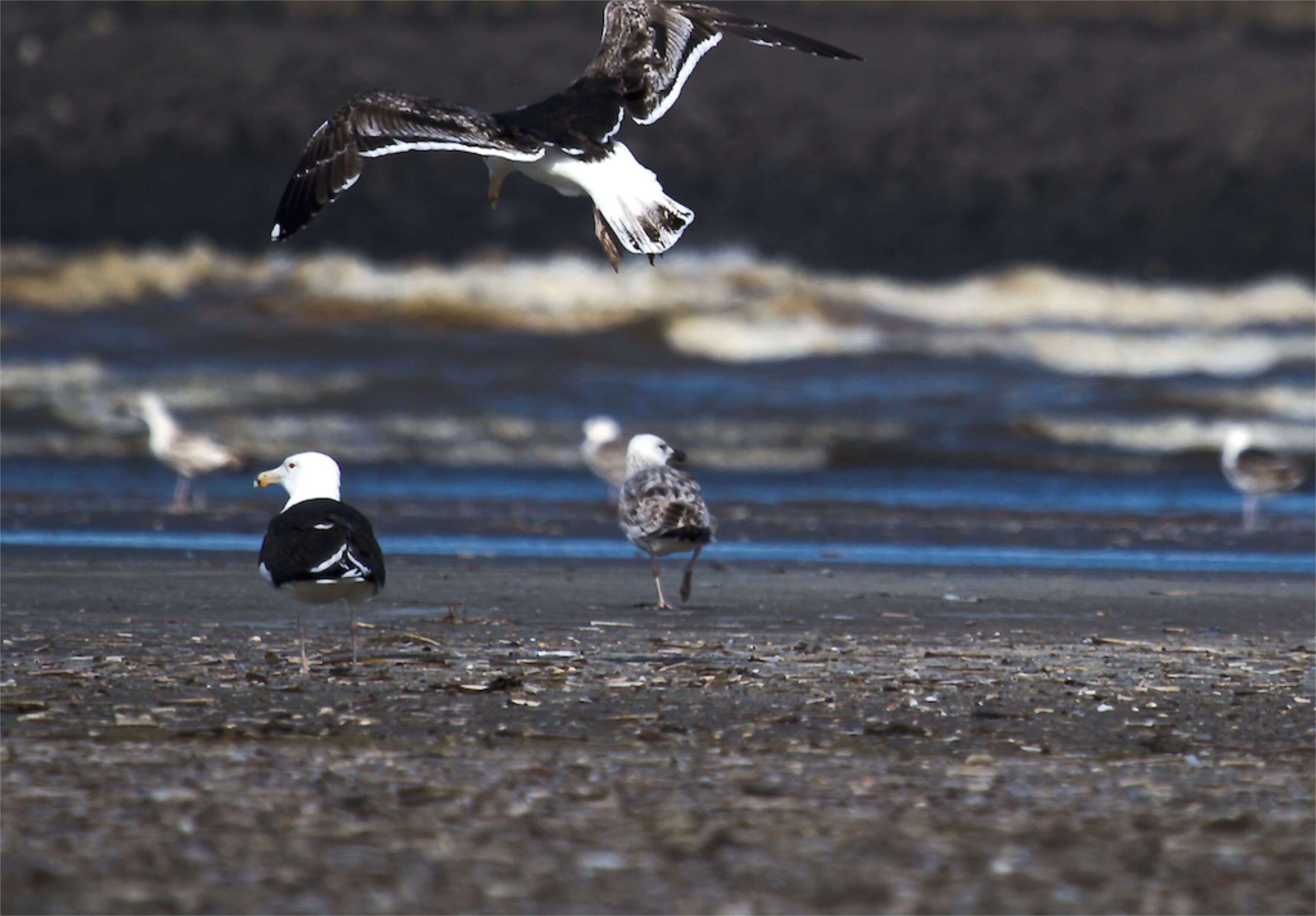 Image of Great Black-backed Gull