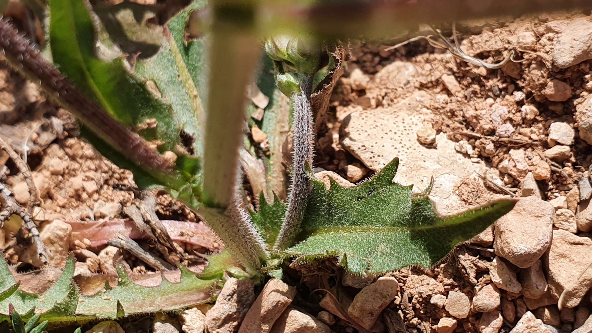 Image of Crepis vesicaria subsp. vesicaria