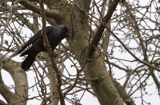 Image of Eurasian Jackdaw