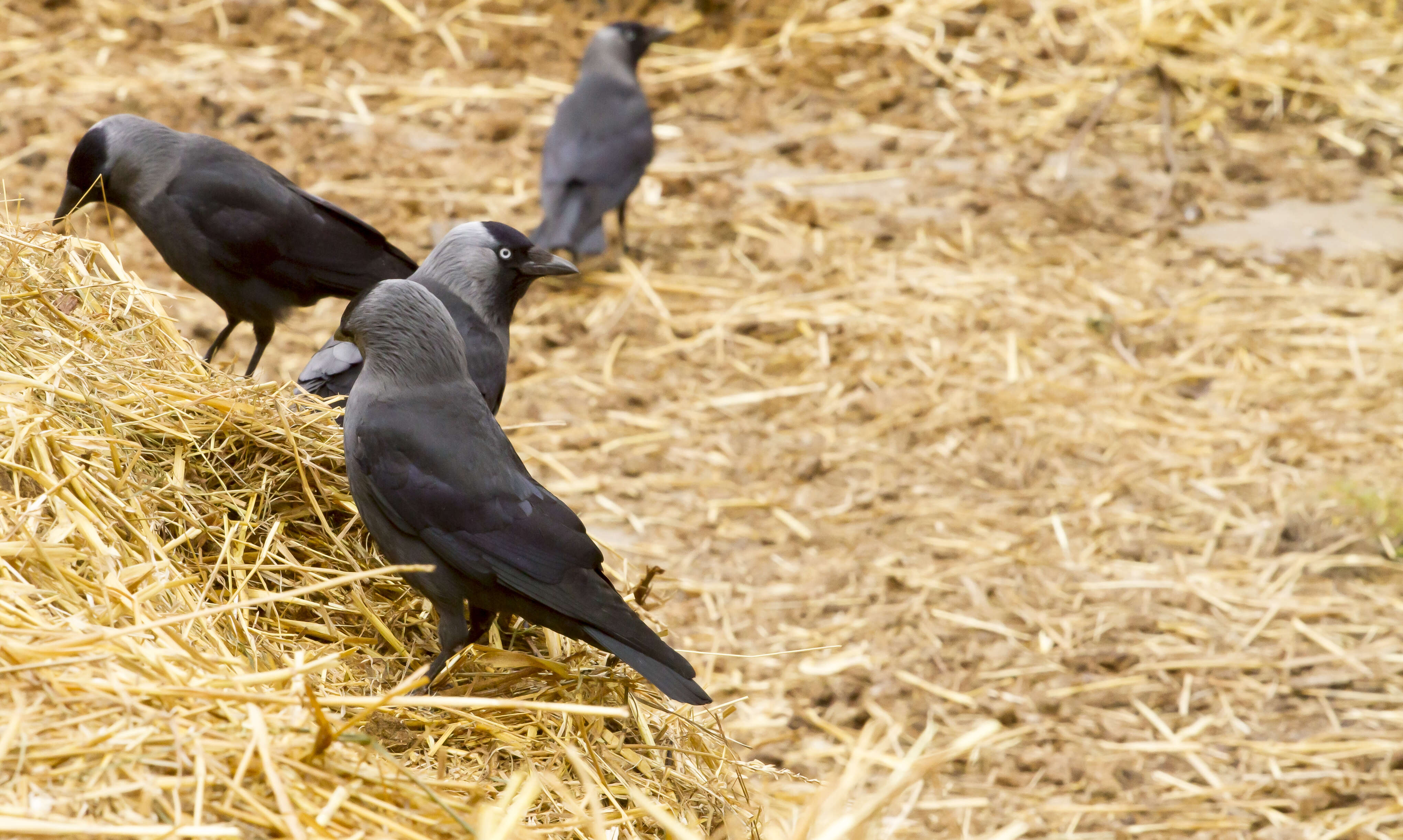 Image of Eurasian Jackdaw