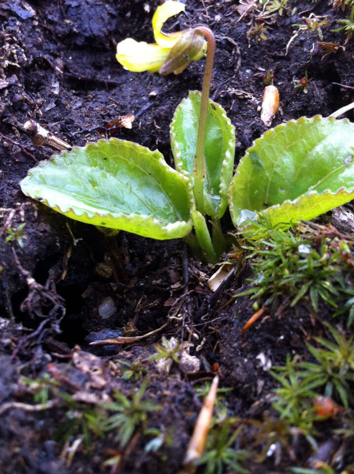 Image of roundleaf yellow violet