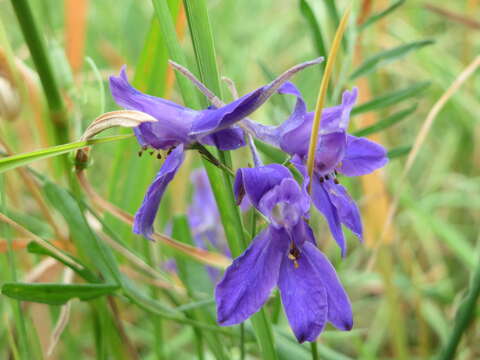 Image of forking larkspur