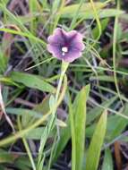 Image of Schwenckia curviflora Benth.