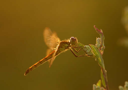 Image of spotted darter