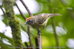 Image of Rufous-crowned Greenlet