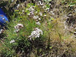 Plancia ëd Gypsophila uralensis Less.